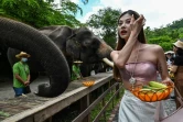 Des visiteurs nourrissent des éléphants dans une réserve touristique à Xishuangbanna, dans le sud-ouest de la Chine, le 21 juillet 2021