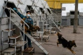 Des "chiens-chacals" entraînés à détecter le coronavirus au centre de dressage de la compagnie aérienne Aeroflort, le 9 octobre 2020 près de Moscou