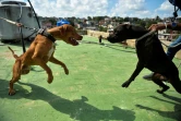 Des chiens entraînés au combat, le 20 septembre 2020 à La Havane, à Cuba