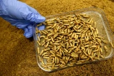 Des larves de mouches-soldats noires (hermetia illucens) à l'usine de la société Agronutris, le 15 juin 2023 à Rethel, dans les Ardennes