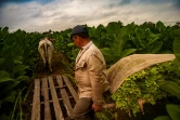 Les feuilles de tabac récoltées seront transportées, tirées par un animal, le 18 janvier 2022 à Viñales, dans la province de Pinar del Rio, à Cuba
