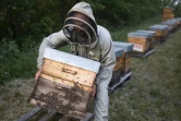 Un apiculture installe les ruches à quelques centaines de mètres de champs de lavande, le 25 juin 2020 à Banon, dans les Alpes-de-Haute-Provence