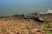 La carcasse en décomposition d'un caïman mort alors que des incendies de forêt font rage dans la zone humide du Pantanal, à Porto Jofre, dans l'Etat du Mato Grosso, le 11 novembre 2023 au Brésil