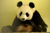 Le panda Huan Huan, mère du premier bébé panda de France, le 26 juillet 2017 au zoo de Beauval dans le Loir-et-Cher