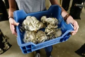 Des champignons cultivés  grâce au recyclage du marc de café sont cueillis dans une champignonnière de la société Permafungi, à Bruxelles le 15 juillet 2020
