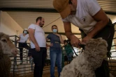 Vanessa (c), étudiante à l'école de bergers de Cooprado, et le tondeur professionnel José Rivero (2e g), le 13 mai 2022 à Casar de Caceres, en Espagne