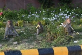 Des singes sur le bas-côté d'une rue à New Delhi, le 8 avril 2020