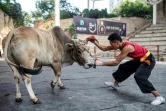 Le lutteur Huang Feilong combat un taureau le 29 septembre 2018 à Jiaxing en Chine