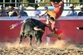 Deux "forcados" aux prises avec un taureau lors d'une corrida portugaise organisée le 10 juillet 2022 à Turlock (Californie)