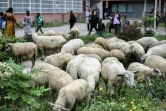 Des moutons broutent devant un immeuble à Aubervilliers le 13 juin 2018