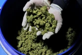 Des fleurs de cannabis dans la serre de l'entreprise de CBD thérapeutique, B.O.L Pharma, près de Moshav Yad Binyamin, le 1er février 2022 en Israël