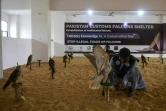 Des soigneurs s'occupent de faucons saisis à des trafiquants par les autorités pakistanaises, le 23 novembre 2020 dans un refuge à Karachi