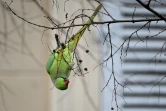 Une perruche à collier dans un arbre, à Marseille, le 2 janvier 2023
