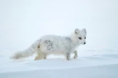Un renard blanc, le 4 mai 2022 à Longyearbyen, dans l'archipel du Svalbard, en Arctique