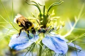 Une abeille butine le 8 juin 2018 dans un champ près de Godewaersvelde