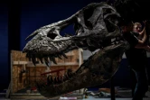 La tête d'un Tyrannosaurus Rex en cours d'assemblage, le 24 mai 2018 au Muséum d'histoire naturelle de Paris, avant l'exposition "un T.Rex à Paris" du 6 juin au 2 septembre