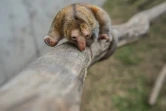 Un fourmilier nain le 26 octobre 2016 au zoo de Huachipa, à Lima