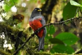 Un oiseau dans la réserve indigène El Gran Sabalo, près d'El Diviso, dans le département du Narino, en Colombie, le 31 août 2024