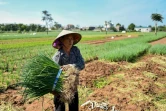 Une femme récolte des oignons de printemps dans une ferme qui applique des méthodes d'agriculture raisonnée, le 22 octobre 2020, dans les environs de Hanoï, au Vietnam