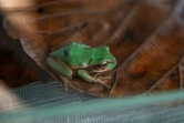 Une grenouille Gatrotheca turnerorum au centre de recherche Jambatu, le 9 novembre 2020 à San Rafael, en Equateur