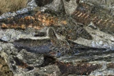 Photo de fossiles de poissons sur le site de Tanis, dans le Dakota du Nord, fournie par l'Université du Kansas le 30 mars 2019 