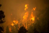 Un feu de forêt près du village de Gouves, sur l'île grecque d'Eubée, le 8 août 2021