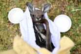 Un kangourou sauvé des feux de forêts par des bénévoles, le 8 janvier 2020 près de Sydney, en Australie