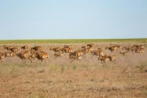 Des antilopes saïgas courent dans la steppe près d'Almaty, le 28 mai 2021 au Kazakhstan