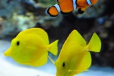 Le réchauffement des océans a tué des récifs coralliens à un rythme record, ce qui a pour effet de réduire le nombre d'espèces de poissons, privés de leur habitat naturel