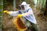 L'apiculteur chinois Ma Gongzuo, le 13 novembre 2020, à Songyang.