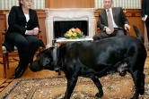 Vladimir Poutine et Angel Merkel parlent à la presse  à Sotchi le 21 janvier 2017 sous l'oeil de Koni, le chien du président russe
