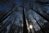Chêne sessile en forêt de Bercé, dans le nord-ouest de la France, le 14 février 2019