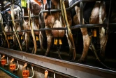 Des vaches alignées pour la traite dans l'exploitation de l'éleveur Adam Stanbury près de Barnstaple dans le sud-ouest de l'Angleterre, le 16 janvier 2025
