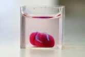 Prototype de coeur réalisé avec du tissu humain en impression 3D, présenté le 15 avril 2019 à l'université de Tel-Aviv