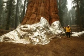 Un séquoia emballé de couvertures ignifugées pour le protéger des incendies dans le parc national de Sequoia, en Californie, le 22 septembre 2021