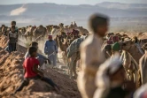 Des bédouins préparent leurs chameaux avant une course dans le désert du Sud-Sinaï, le 12 septembre 2020