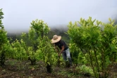 Un agriculteur arrache un plant de coca à Argelia, dans le département du Cauca, le 5 mai 2025 en Colombie