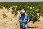 Un producteur de pistaches veille sur ses arbustes, à Maan (centre-ouest de la Syrie) le 24 juin 2020