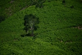 Des champs de coca à Teorama, dans la région de Catatumbo, département de Norte de Santander, en Colombie, le 23 janvier 2025