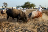 Combat de taureaux dans l'émirat de Foujaira, aux Emirats arabes unis, le 5 février 2022