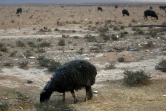 Un mouton à la toison noircie à cause de la fumée des puits de pétrole à Al Qayyarah, en Irak, le 6 novembre 2016