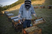 L'apiculteur Patrice Parocell inspecte ses ruches après les avoir transportées pendant la transhumance annuelle vers les champs de lavande, le 25 juin 2020 à Banon