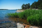 Une roselière est visible dans une zone marine et terrestre qui fait partie de la zone de recherche de la station zoologique de Tvarminne (TZS), à Hanko, en Finlande, le 26 juin 2024