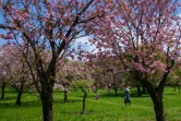 Des cerisiers en fleurs dans une exploitation de Yuki, le 16 avril 2022 au Japon