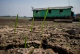 Un terrain desséché le 23 octobre 2015 à Manaus au Brésil