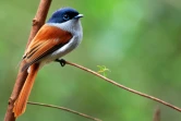 Z'oiseau la Vierge (Photo : Jean-Max Galmar)