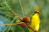 Serin pays (Photo : Jean-Max Galmar)