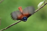 Z'oiseau La Vierge (Photo : Jean-Max Galmar)