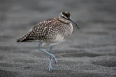 Bécasseau Sanderling (Photo : Jean-Max Galmar)