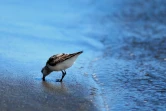 Bécasseau Sanderling (Photo : Jean-Max Galmar)